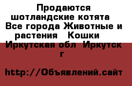 Продаются шотландские котята - Все города Животные и растения » Кошки   . Иркутская обл.,Иркутск г.